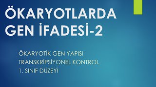 Ökaryotlarda Gen İfadesi  2 TÜRKÇE 1 Sınıf [upl. by Womack]