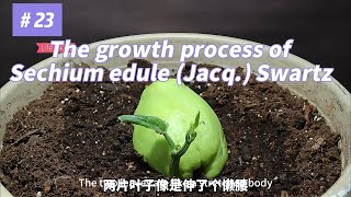 The planting process of chayote plant [upl. by Tshombe371]