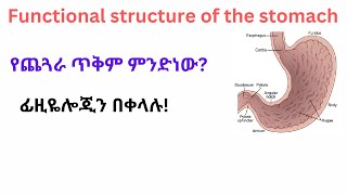 Stomach physiology የጨጓራ ጥቅም ምንድነው [upl. by Linzy]