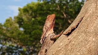 Frill necked Lizard in Australia [upl. by Anivol]