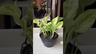 plants plantbased pothos indoormoneyplant moneyplant garden green happyplanting diy [upl. by Figge]