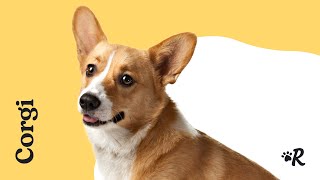 Everything You Need to Know About Corgis [upl. by Ardeid436]