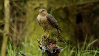 Nesting Sparrowhawks Glasgow [upl. by Atinad]