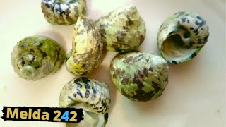 COOKING AND EATING WHELKS SEA SNAILS  BAHAMIAN COOKING [upl. by Ennahteb850]