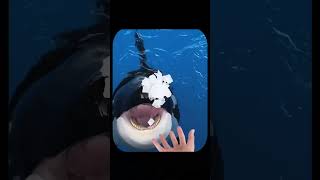 Why Orca Whales Hydrate Before Eating The Surprising Reason [upl. by Eceinhoj]