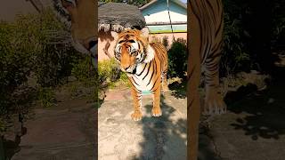 ওরে বাবা গো 🐯🐯 viralshort funny trendingshorts youtubeshorts funnyanimal [upl. by Ojaras]