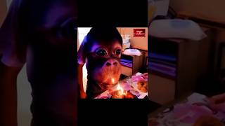 Man Changed into a Chimpanzee 🐒 In America got talent Show  Duo Schumacher AGT americagottalent [upl. by Geer]