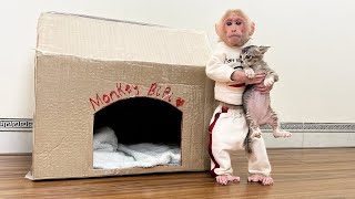 Super monkey BiBi makes a new home for kittens [upl. by Aicilra]