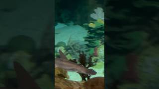 Bonnethead Shark  Shark Encounter  Seaworld San Diego 61322 [upl. by Burnley227]