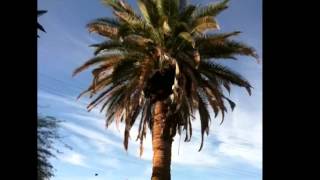 Date Palm Pruned and Pineappled by Romeo Tree Service of Tucson Az [upl. by Draude]