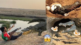 Crocodile Ky Bachy Pakar Leay😍Big Crocodile Ny Hamla Kar Dya💔 [upl. by Atnauqahs]