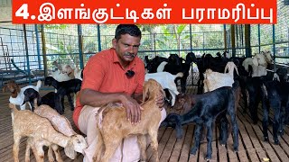 நம்மாழ்வார் ஆட்டுப்பண்ணையில் இளங்குட்டிகள் பராமரிப்பு [upl. by Danit]