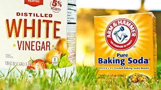 Vinegar vs Baking Soda Weed Killer Comparison [upl. by Wootten614]