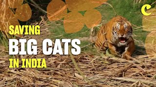 Saving big cats in India  Chester Zoo  From chaos to calm 🐅 [upl. by Christianson]