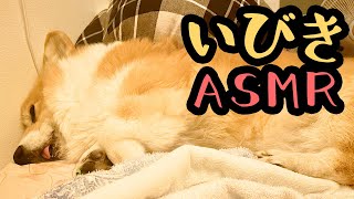 【ASMR】むぎさんのいびき【コーギー犬】 [upl. by Eriha]