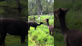 The ladykin alpacas are enjoying the creek today [upl. by Eneloj]