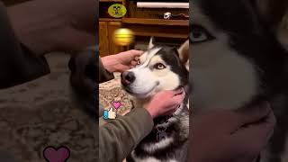 🐶TRY NOT TO LAUGH  108 😹 Funny Animal Mishaps  Pet Bloopers  Best Fails of The year [upl. by Asilahs340]