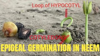 EPIGEAL GERMINATION IN NEEM SEED LIVE EXAMPLE [upl. by Auqenat]