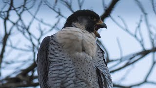 A Taste Of Bristols Peregrines [upl. by Viccora]