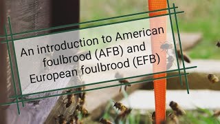 Beekeeping basics  An introduction to American foulbrood AFB and European foulbrood EFB [upl. by Asiela]