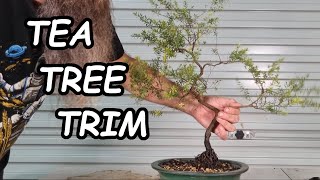 Leptospermum Bonsai Development  Branch Selection [upl. by Beverle]