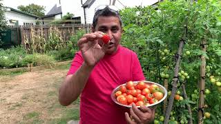 Money Maker Tomatoes Harvesting  Project Food Garden [upl. by Ttenrag838]