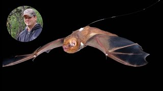 Migration Ecophysiology The Influence Of Heterothermy in Migratory Bats And Birds [upl. by Ravel]