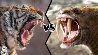 Siberian Tiger vs Smilodon  Which Would Have Been Stronger [upl. by Liddle]