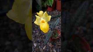 金童拖鞋蘭 paphiopedilum armeniacum 蘭花 plants 植物orchid [upl. by Selrac]