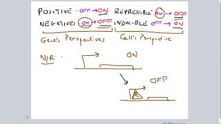 PositiveNegative RepressibleInducible Gene Regulation [upl. by Moncear461]