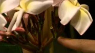 Plumeria Pollination Demo [upl. by Id]