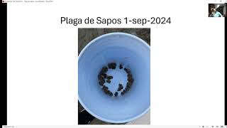 Plaga de sapos en Salinas Victoria 2 sep 2024 [upl. by Meerek427]