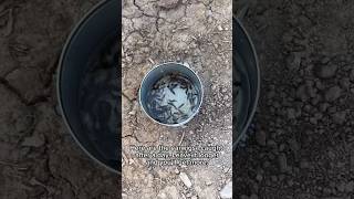 Earwigs in Your Garden🤔 Gardening Hack Part 1 [upl. by Aissyla]