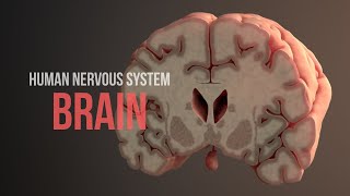 Human Nervous System Part 2  How the Brain Works Animation [upl. by Celestyn29]