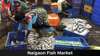 Naigaon Fish Market [upl. by Wang929]