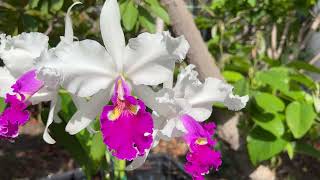 CaliOrchid  Cattleya warscewiczii’Bedford’ [upl. by Phylys603]