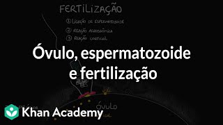 Óvulo espermatozoide e fertilização [upl. by Grube]