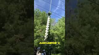 Podando árboles desde el aire ¡Increíble técnica [upl. by Trevethick]