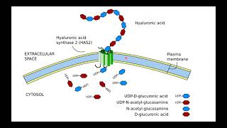 Glycosaminoglycans Proteoglycans and Glycoproteins I Hania Nizami I MOL 114 PAL review session [upl. by Peppard]