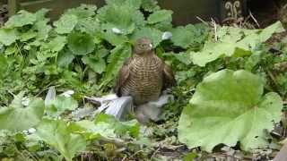 Sparrowhawk with a Collared Dove [upl. by Grega]