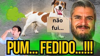 CACHORRO SOLTA PUM GASES FEDIDOS BARULHOS ESTRANHOS NO INTESTINO CÃO COM DOR DE BARRIGA COME MATO [upl. by Dleifxam]