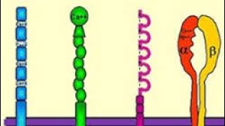 🔺LES MOLECULES DADHESION [upl. by Elburt]