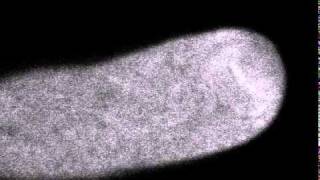 Polar Cell Growth Machinery in Pollen Tubes Supplemental Video 5 [upl. by Jena]