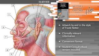 Netters Anatomy Flash Cards 4th Edition [upl. by Hardej]