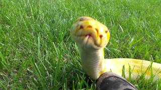 Cornflake the most adorable Burmese Python ever [upl. by Letney97]