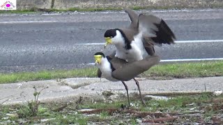 Mating of Masked lapwing [upl. by Haziza]