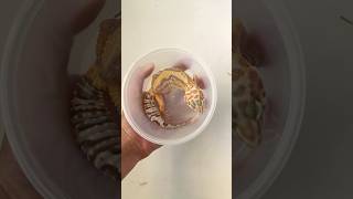 Amazing Leopard Gecko [upl. by Gregor]