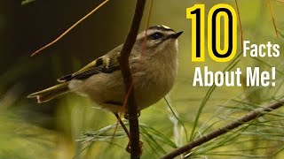 10 Amazing Facts About The GoldenCrowned Kinglet [upl. by Dorahs157]