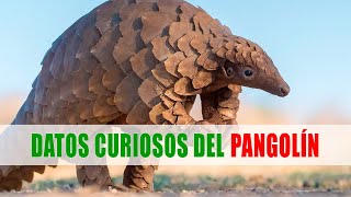 Los pangolines Pholidota  Datos curiosos de animales [upl. by Kirshbaum945]