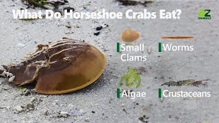 IELTS reading 31 Horseshoe crab [upl. by Esdras]